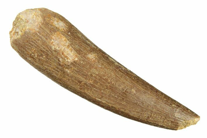 Fossil Plesiosaur (Zarafasaura) Tooth - Morocco #269277